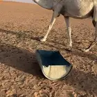 لبيع عشرا تحتها قعود