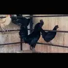 دجاج top