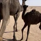 خلفه مجهم