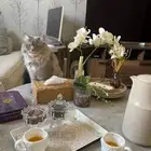 قطة للتبني بدون مقابل