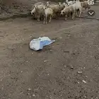 للبيع ضان مقاني