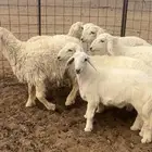 رخال حريات