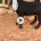 تيس عارضي صنف