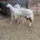 رخال جذعات للبيع