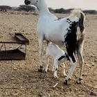 عنز منتوج