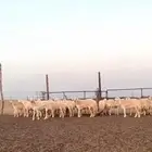 رخال حريات صنف