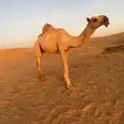 بكره كفو