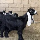 5 جذعات عوارض صنف الصنف