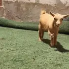 ماعز قزمي ..جفره (انثى)