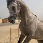 خيل حصان شعبي