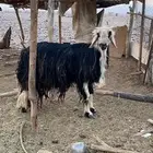 للبيع طلي فحل