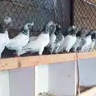 حمام باكستاني جو