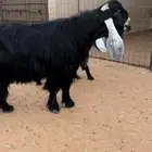 تيس فحل عارضي معرف