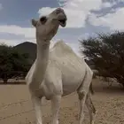 لقحات ضرايب طيبه