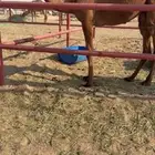 للبيع البكره الكفو ساسه دبيانيه