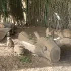 وبران