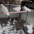 السلام عليكم عرضين دجاج وحمام