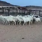 ضان دفيع كفو اسنان عدد 36 يتبعها 3