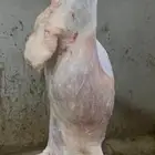 ذبائح ابو خليف