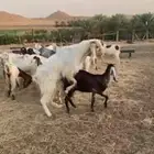 تيس على الشرط