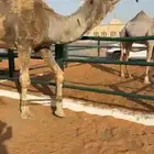 بعير رماني كفو