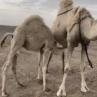 للبيع قعود