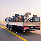 دينا ل نقل الابل