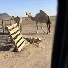 لقحه كفو رمانيه