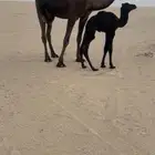 خلفه بكر سلم العذاريب