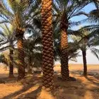 نخيل مكرب للبيع