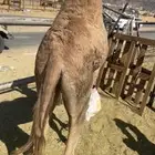 بكره علا أمها فل الفل للبيع