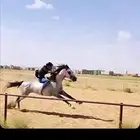 حصان شعبي سبوق