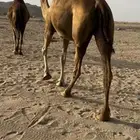 ناقتين سواحل لقح