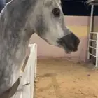 للبيع حصان