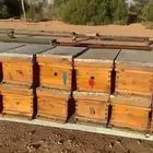 للبيع نحل. مناحل مصري. بلدي
