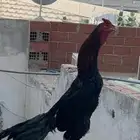 ديك سندي