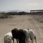 سواكن 7