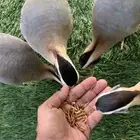 قهد اليف