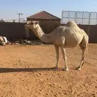 لقحه وضحاء
