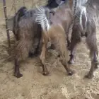 تيوس مخاصي