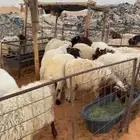 ذبايح مع التوصيل