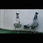 زوج كوري مكحل top
