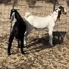 تيسين طيبه الظهور وسط لاكن طيبه ونضيفه شي نضيف شرط
