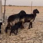 تمم البييع