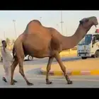 للبيع بعير عوني انتاجه طيب