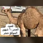 قعود العمر 6 شهور والبيع سمح