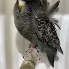 بلاك فيس هوقو احتمال سبلت بلاك وينق