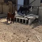 تيسين مسحوبه من اماتها اعمارها قريب الربع شهور تغريبا
