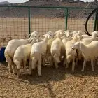 رخال مقاني انتاج مراح