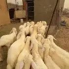 طليان تربيه